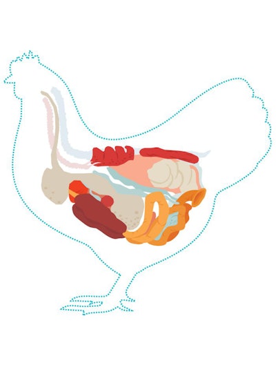 chicken-anatomy-digestive-system-inside-view