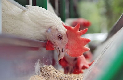 chicken-eating-feed-from-feeder