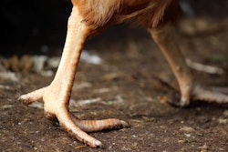 chicken-feet