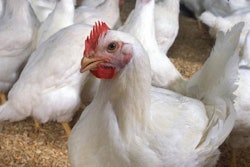 chickens