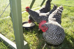 chickens-feed