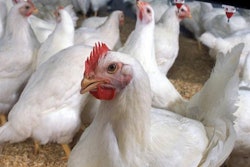 chickens