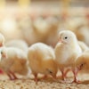 chicks-benefit-from-prestarter-diets