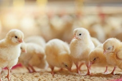 chicks-benefit-from-prestarter-diets