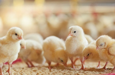 chicks-benefit-from-prestarter-diets