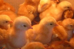chicks-post-hatch-1411EGGfeed