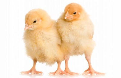 chicks1607PIantibioticfreepoultry1