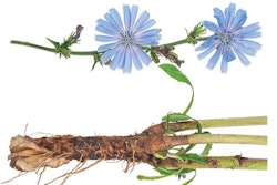 chicory-plant-flower-root