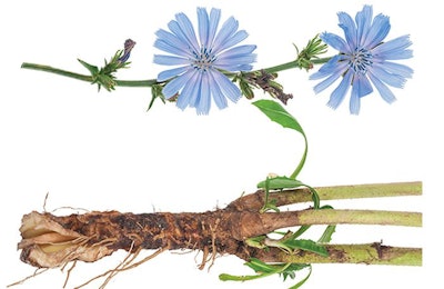 chicory-plant-flower-root