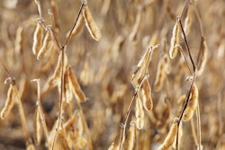 close-up-of-soybeans-in-field