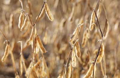 close-up-of-soybeans-in-field