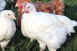 cobb-sasso-broiler-1506FIGenetics3