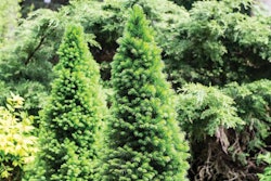 coniferous-trees-functional-fiber-1512
