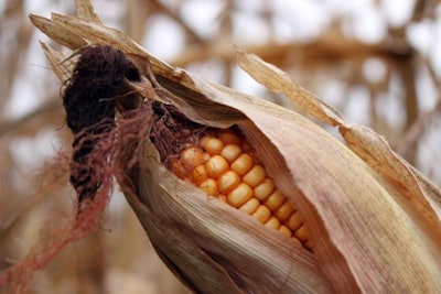 corn-cob-ready-to-harvest