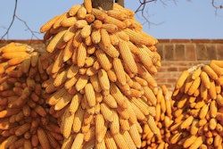 corn-cobs-hanging-on-tree
