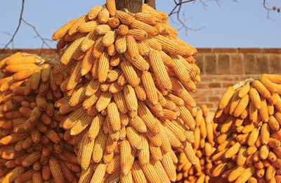 corn-cobs-hanging-on-tree