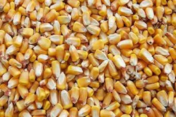 corn-ethanol-1408USAcrops