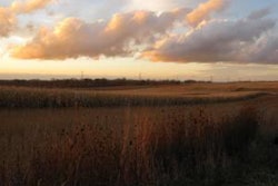 corn-field-1305FMwebinar