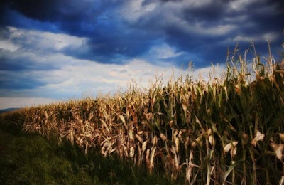 corn-field