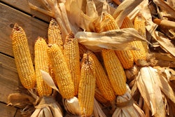 corn-freeimages
