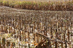 corn-harvest