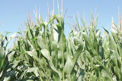 corn-in-iowa-1609