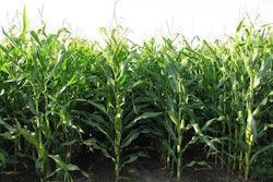 corn-rows