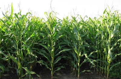 corn-rows