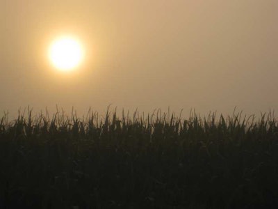 corn-under-hot-summer-sun
