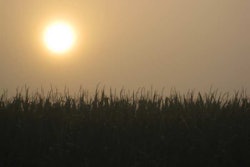 corn-under-hot-summer-sun