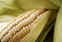 corn1