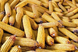 corn_dreamstime