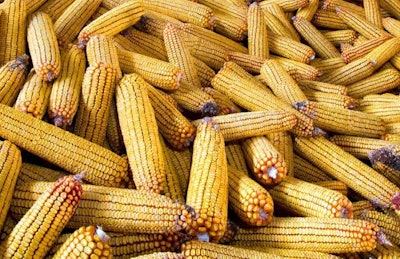 corn_dreamstime