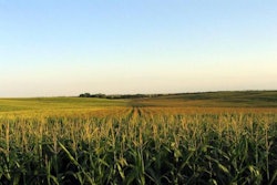cornfield