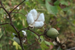 cotton-flower-1508PIGfunctionalfiber
