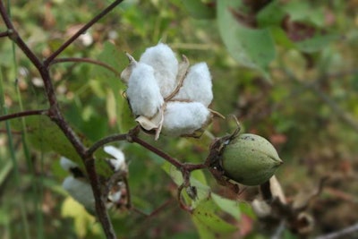 cotton-flower-1508PIGfunctionalfiber