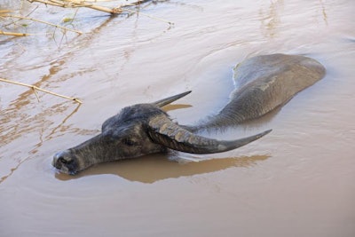 cow-in-flood-water