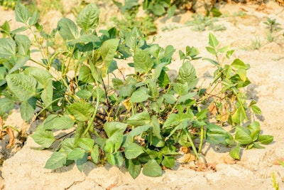 Photo Of Cow Bean Plant In The Farm