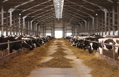 cow farm agriculture animal milk eat group