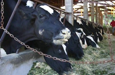 cows-eating