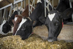 frisian cows in a stable eating silage