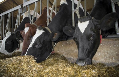 frisian cows in a stable eating silage