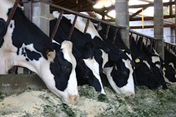 cows-eating