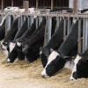 Cows feed in stalls at the dairy farm