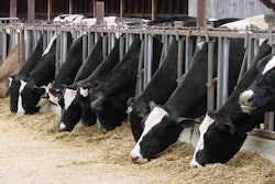 Cows feed in stalls at the dairy farm