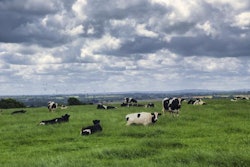 cows-france-countryside