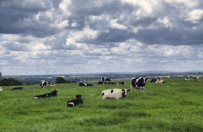 cows-france-countryside