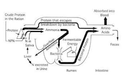 cows-protein-digestion-1502FINutrition1