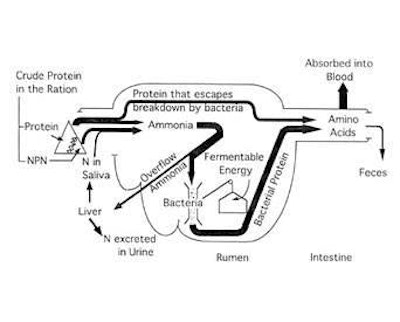 cows-protein-digestion-1502FINutrition1