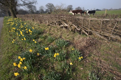 Daffodil